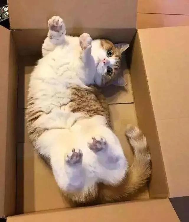 破解版猫咪社区真的能无限撸猫不封号吗？