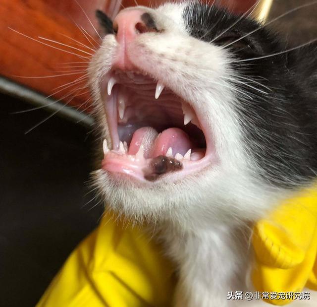 猫咪吐白色黏液是怎么回事？