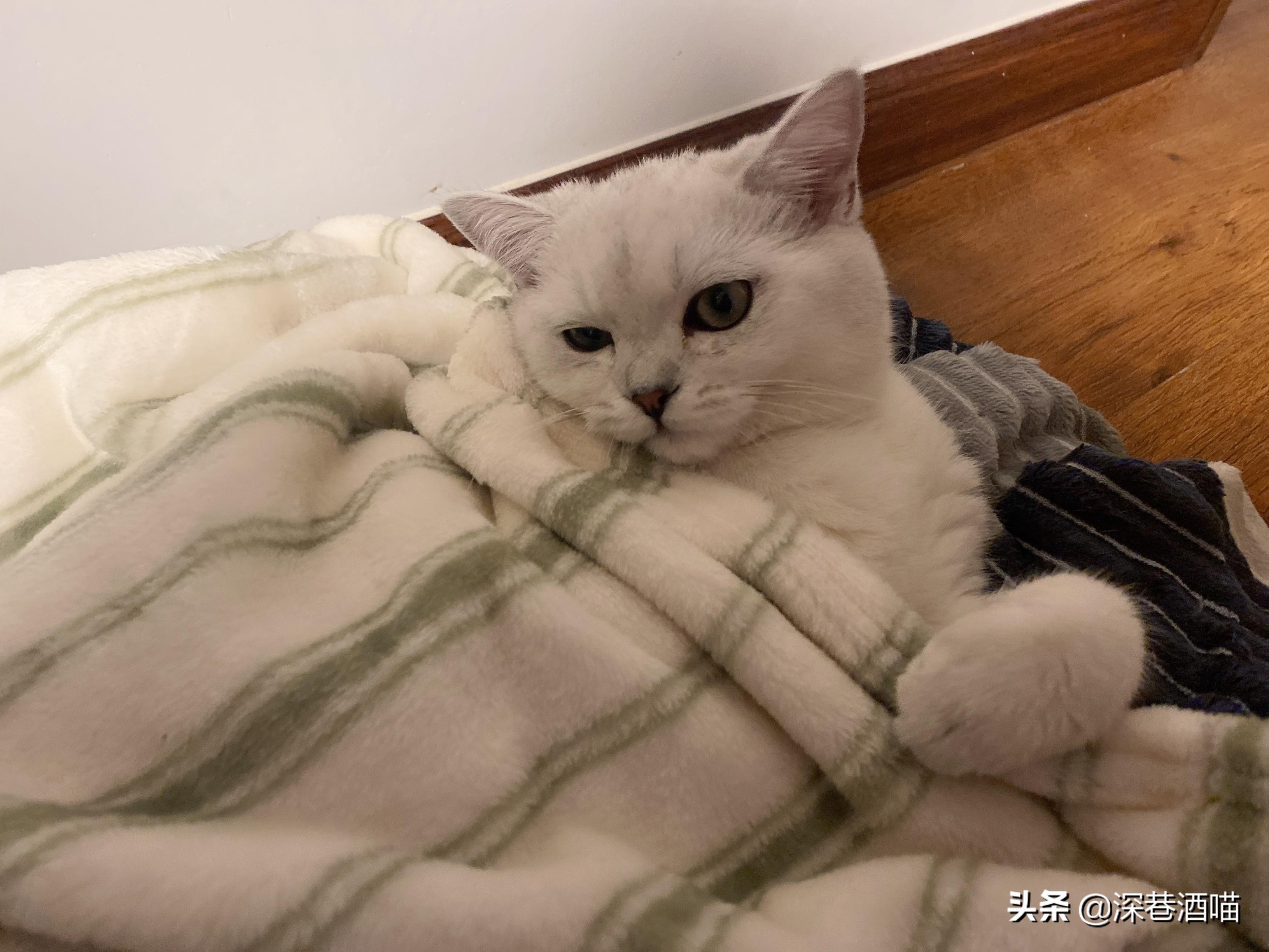 踢球究竟能有多拼命？布莱恩·罗布森的膝盖里还留着螺丝钉你知道吗？