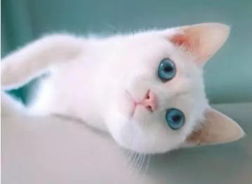 猫咪吐了没消化的猫粮要送医院吗? 猫咪吐了没消化的猫粮要送医院吗?