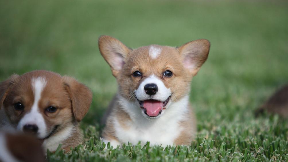 你家猫主子是粘人精还是高冷怪？