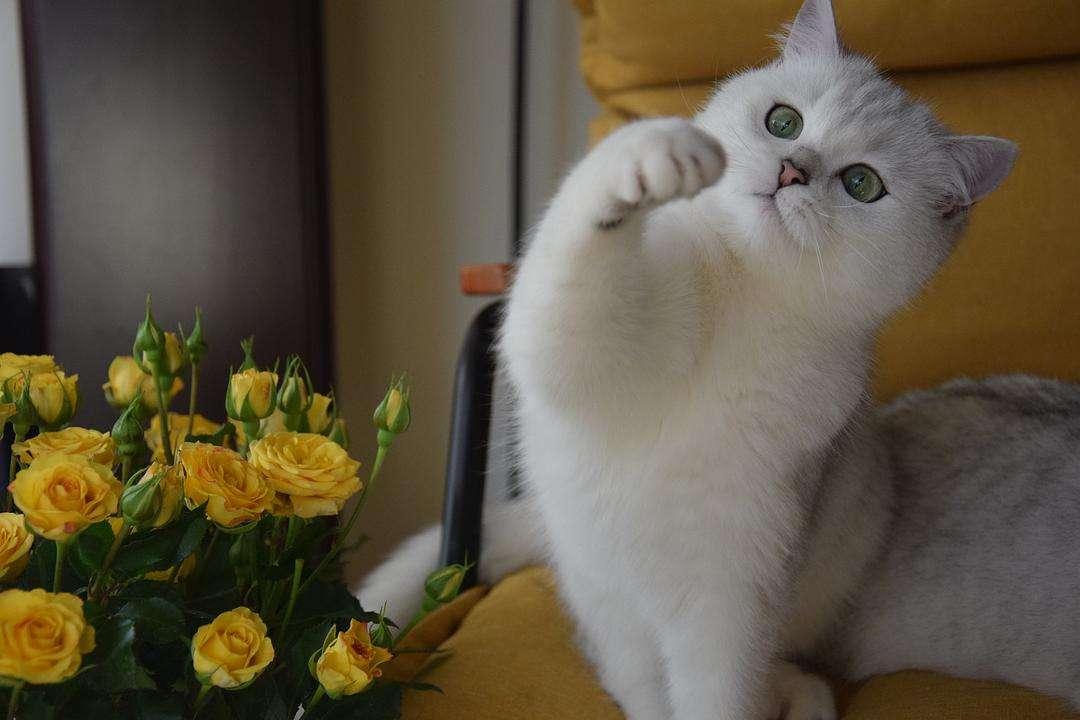 新手养亚洲猫咪真的容易踩坑吗? 新手养亚洲猫咪真的容易踩坑吗?