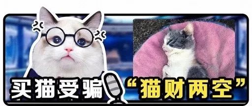财猫网安全吗？从这几点能判断，看完心里踏实多了