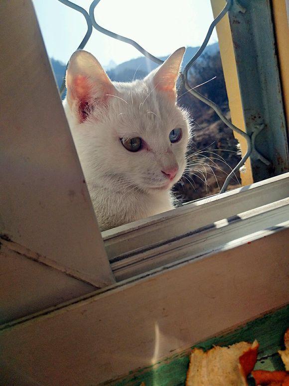 猫咪拉肚子能吃人用阿莫西林吗? 猫咪拉肚子能吃人用阿莫西林吗?