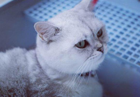 为什么我家猫总对我哈气？