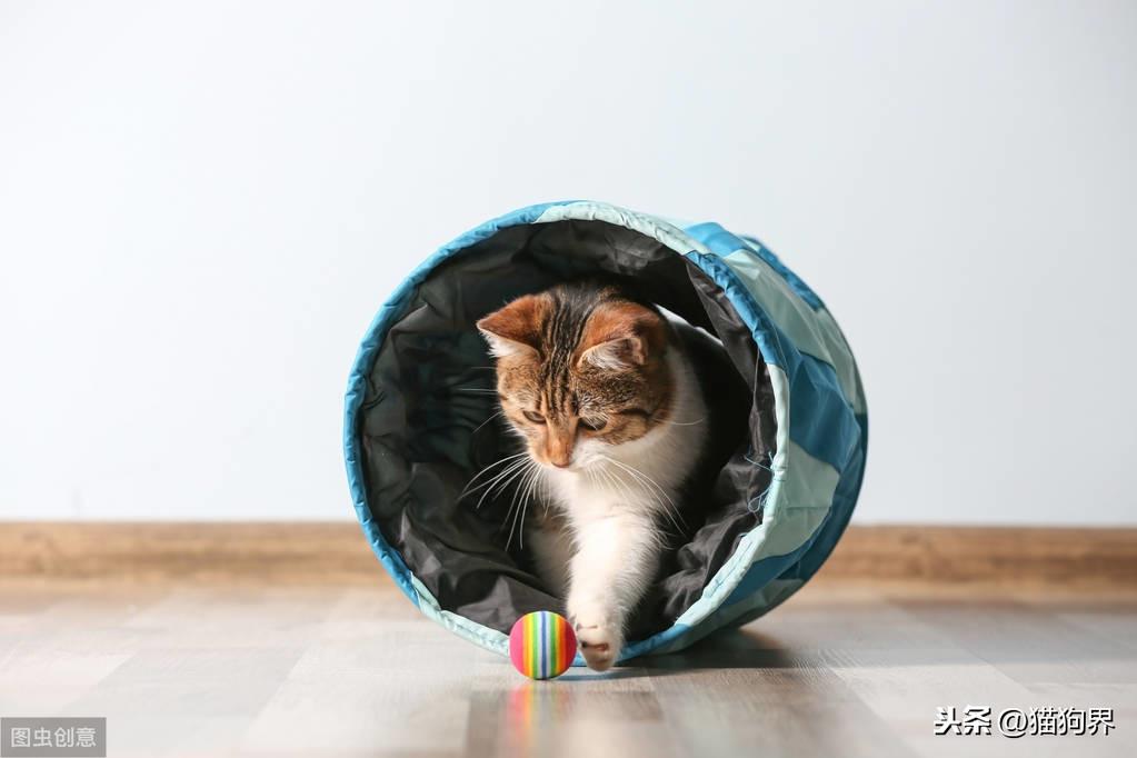 怎样让猫咪健康长胖不生病? 怎样让猫咪健康长胖不生病?