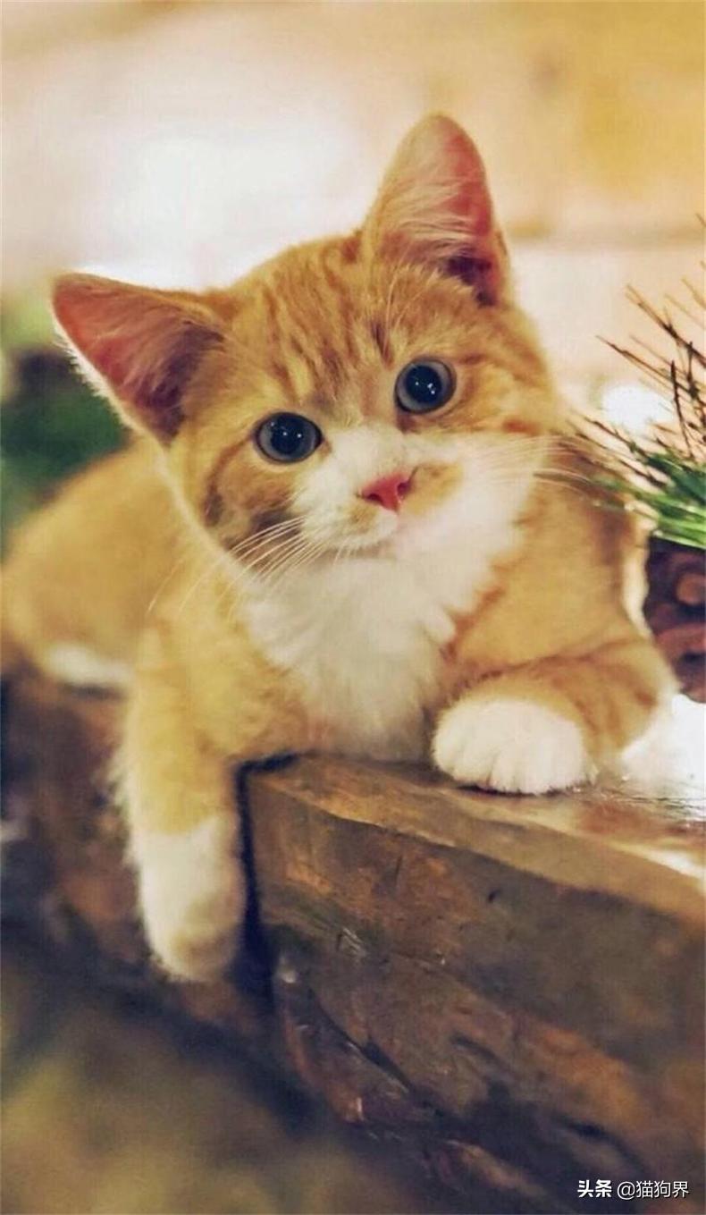 猫咪甩头是耳朵进虫子了吗? 猫咪甩头是耳朵进虫子了吗?