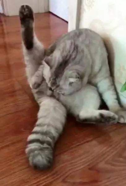 猫咪绝育真的会让它变抑郁吗？