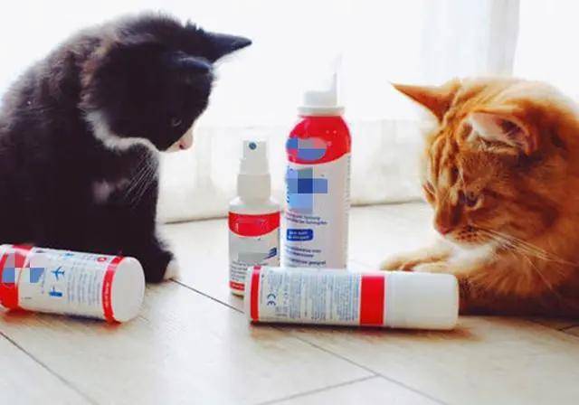 用错消毒液会害死猫？新手养猫必看的消毒指南！