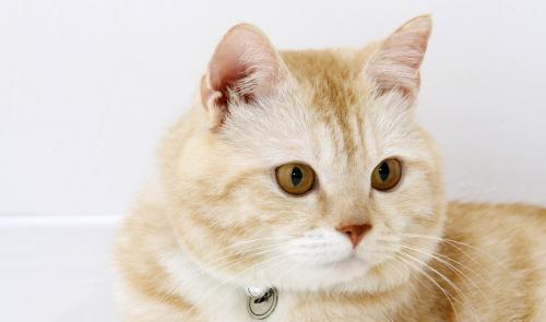 猫咪吐黄水还拉稀是怎么回事？