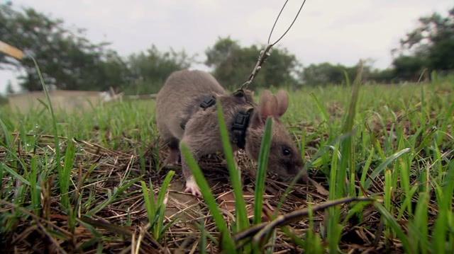 为什么哥伦比亚打委内瑞拉总像在玩扫雷？
