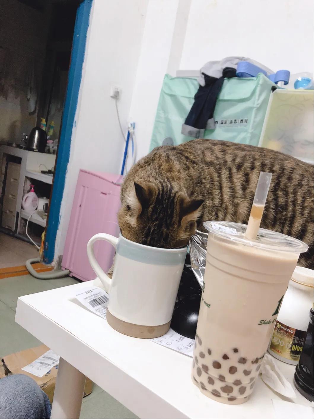 猫咪突然干呕还蔫了吧唧?这到底是咋回事啊? 猫咪突然干呕还蔫了吧唧?这到底是咋回事啊?