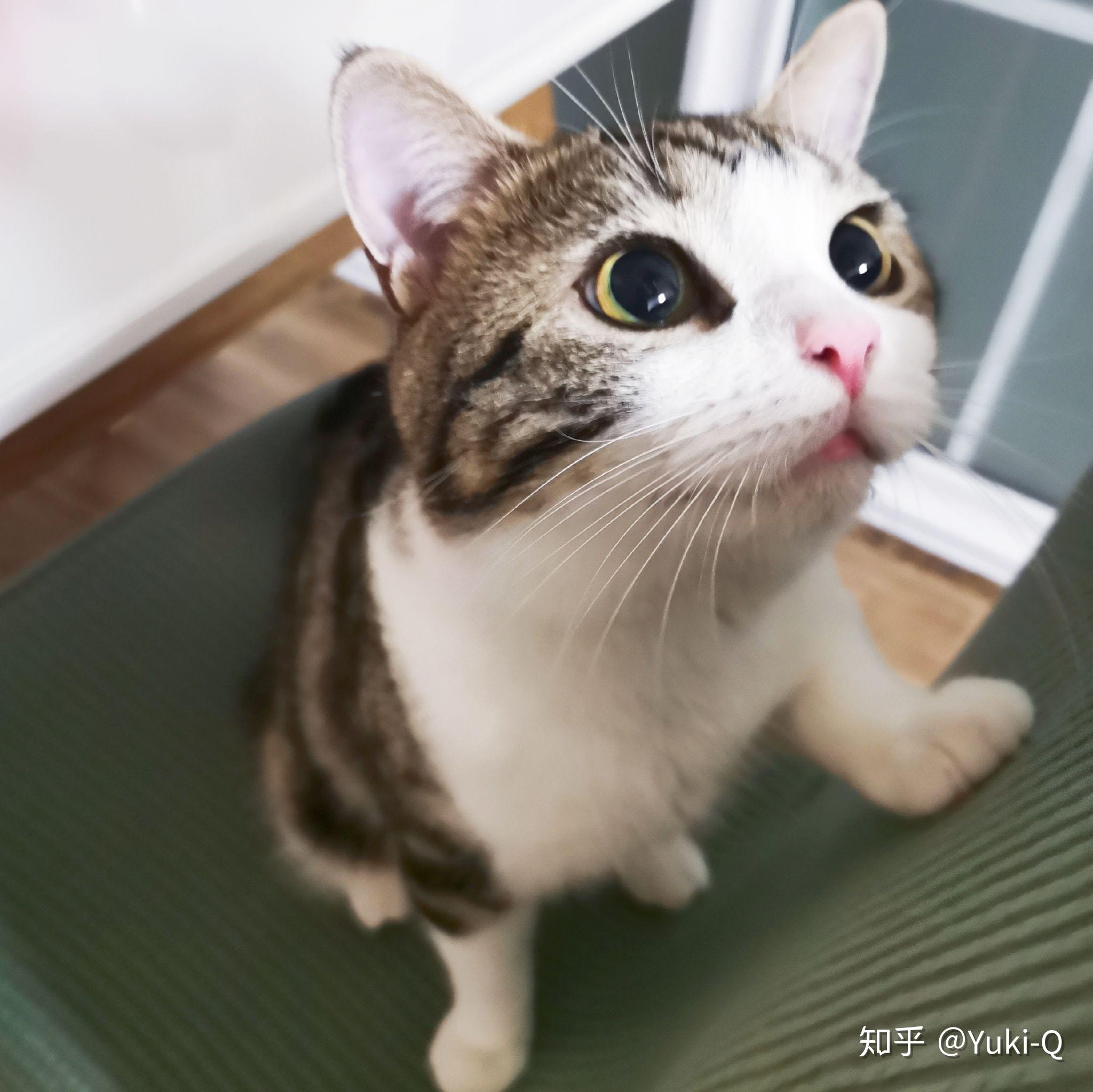 猫咪真的能认出自家铲屎官吗？