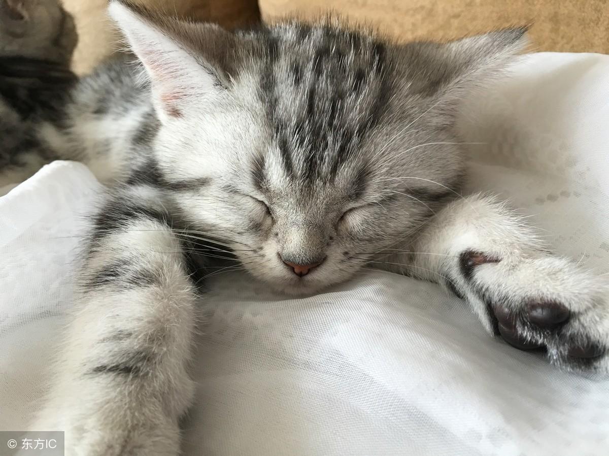 梦见抱着猫咪预示着什么？这5种情况你一定要知道！