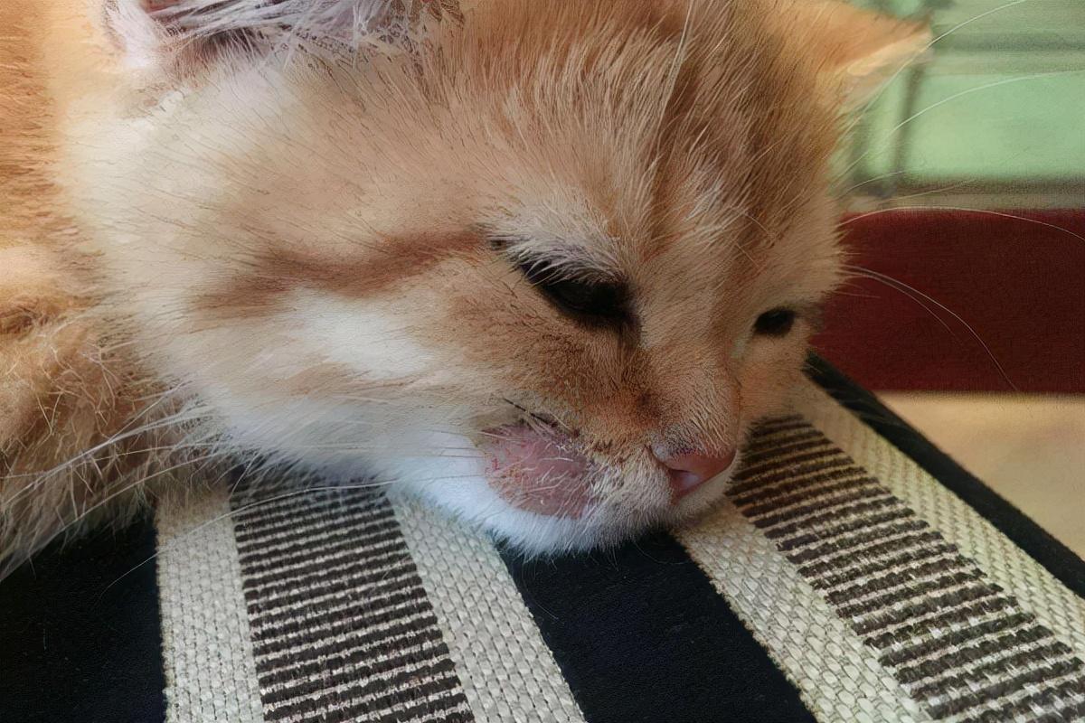 为什么猫咪让人毫无抵抗力？