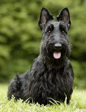 宝马X4：豪华轿跑SUV的独特魅力，性能与设计的完美平衡