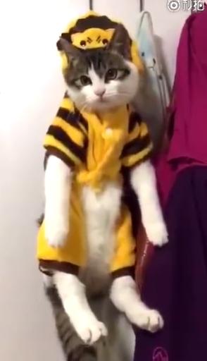 你家猫主子突然玩失踪？这份紧急寻猫指南请收好