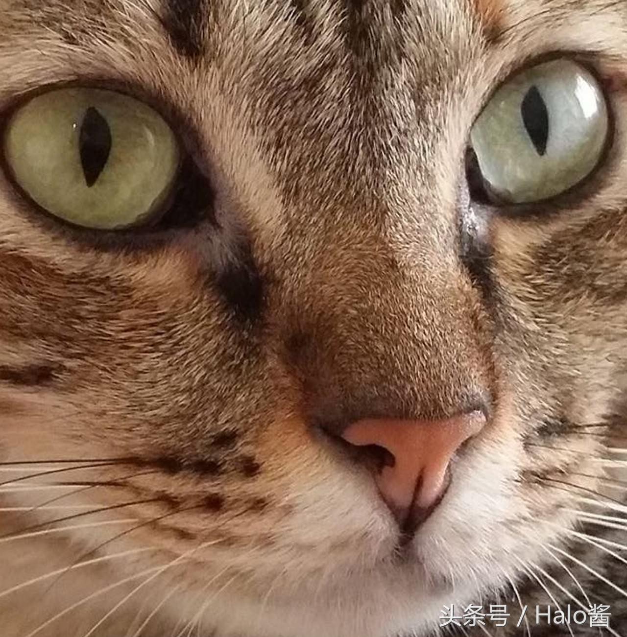 你知道你家猫主子是什么色号吗？