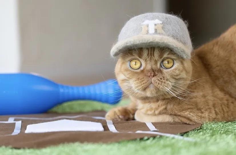 为什么看到猫咪就忍不住想rua？