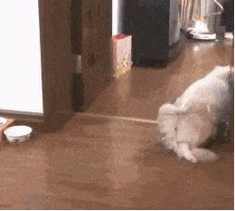 为什么我家猫狂吃还不长肉? 为什么我家猫狂吃还不长肉?