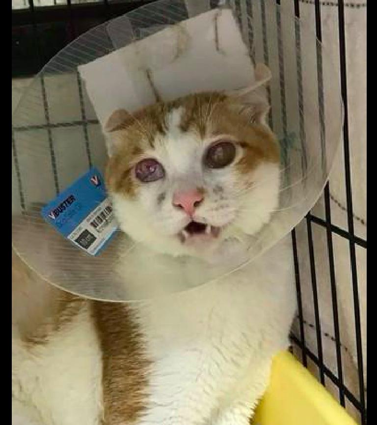 手机拍猫总是糊？猫咪相机新手避坑指南