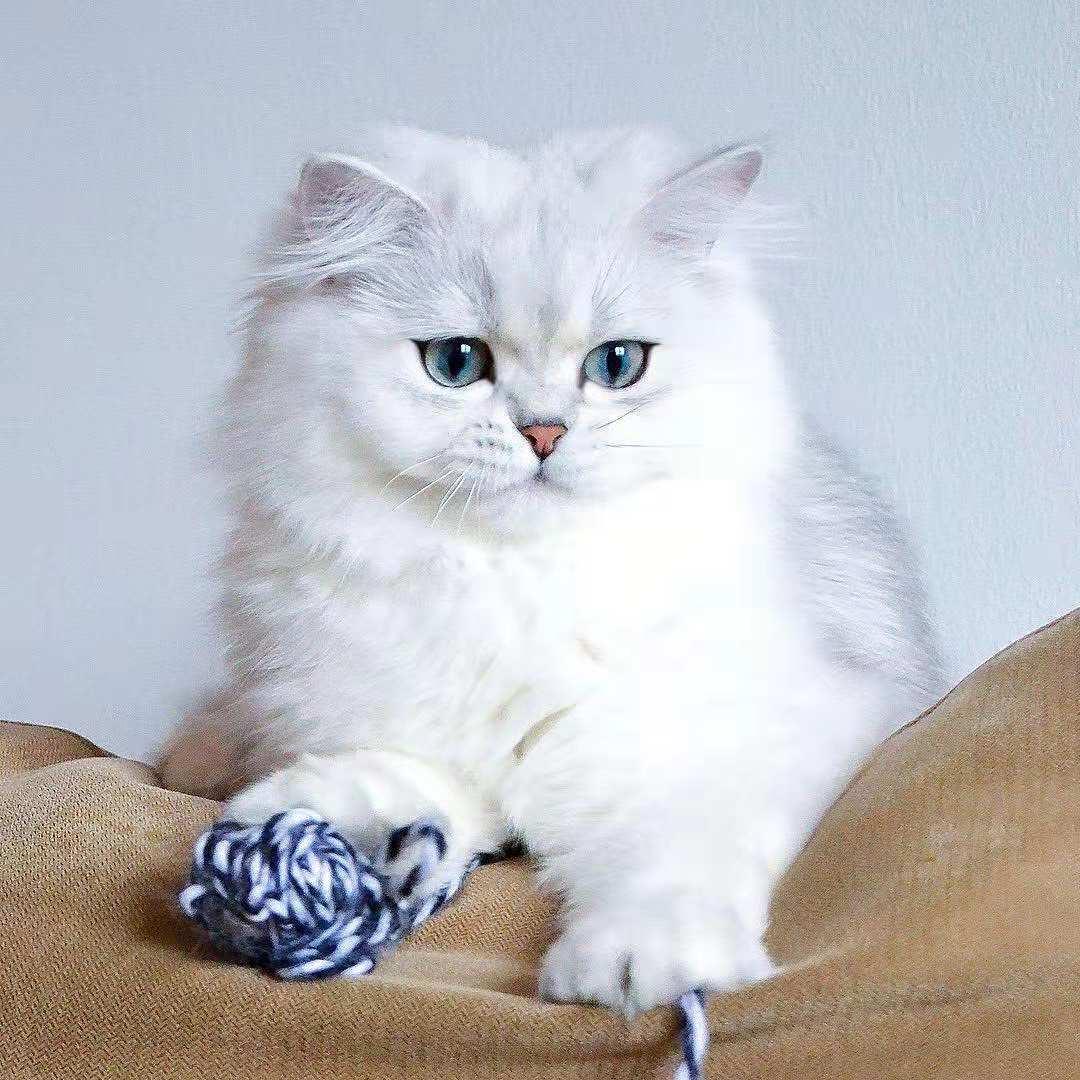 新手铲屎官如何在猫咪社区官网少走弯路？