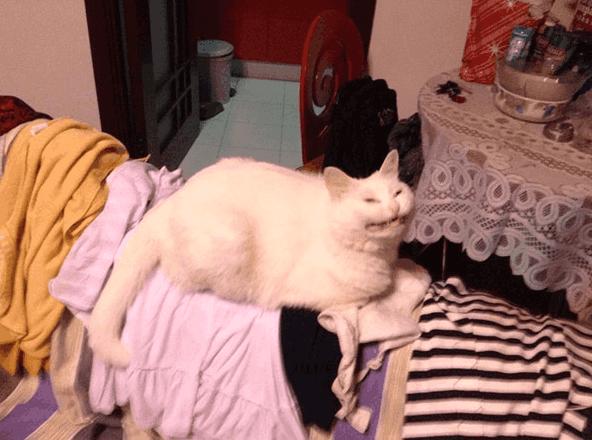 新手连注册按钮都找不到？猫咪官方最新版网站到底怎么玩？