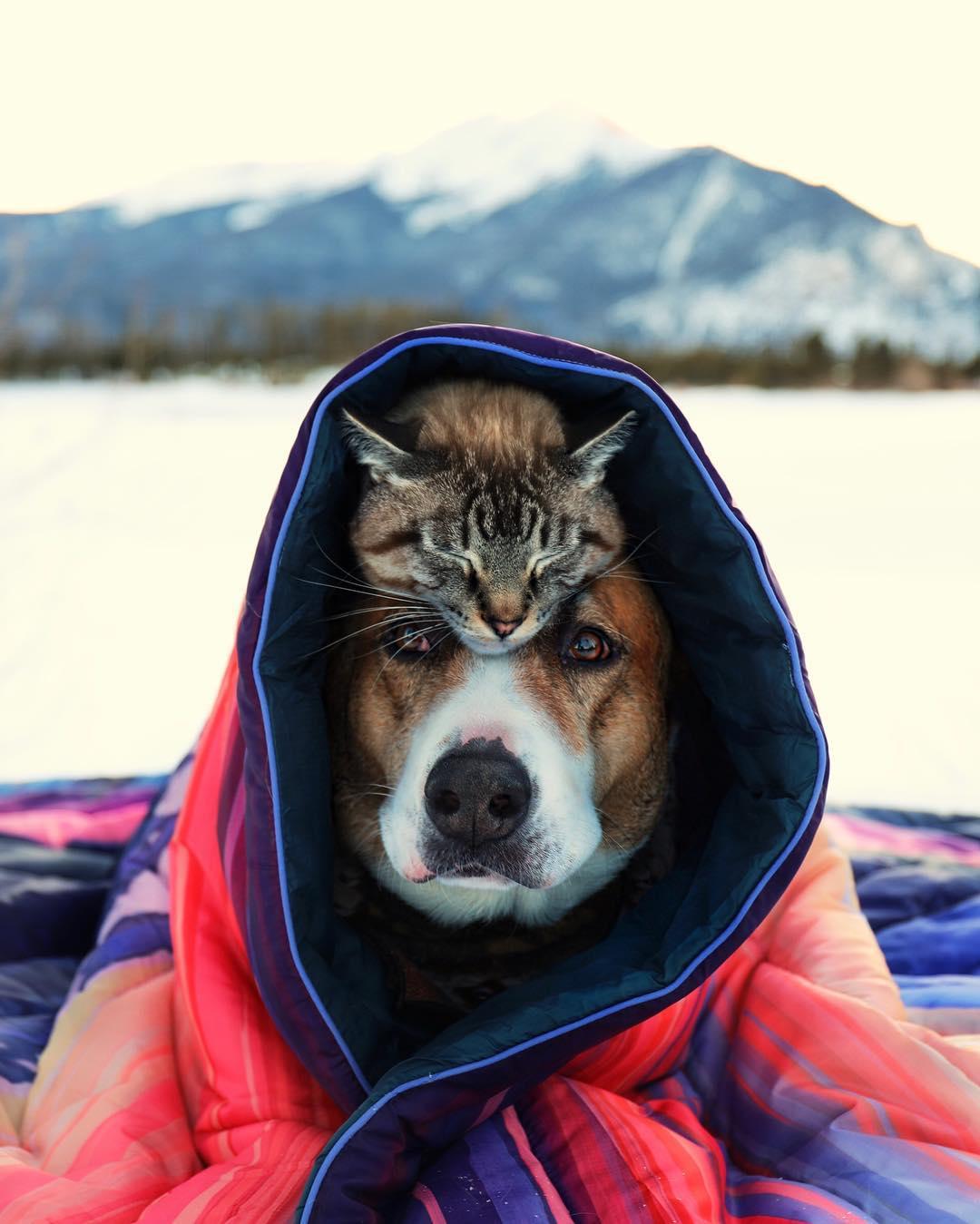 如何用猫咪表情包成为聊天室人气王？