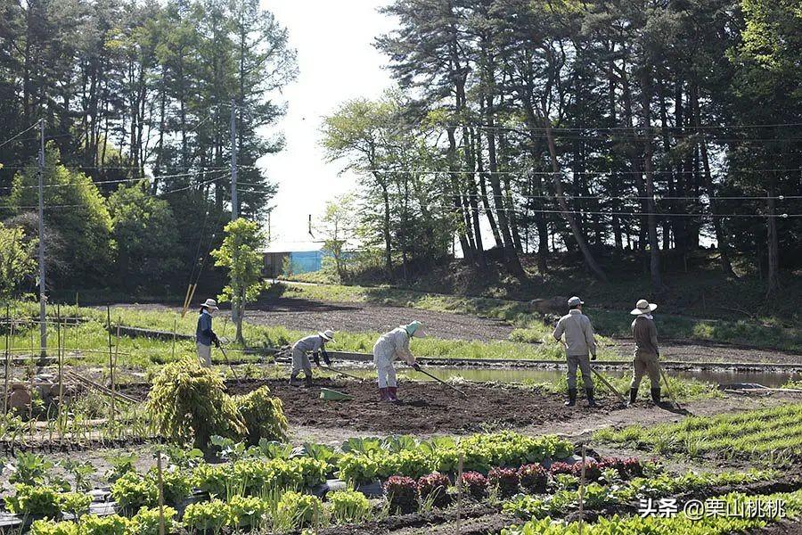 刚玩猫咪汤姆总被虐？手残党怎么三天变身养猫高手？