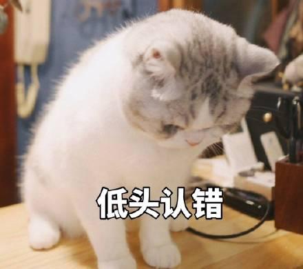 为什么人人都爱用猫咪表情包？