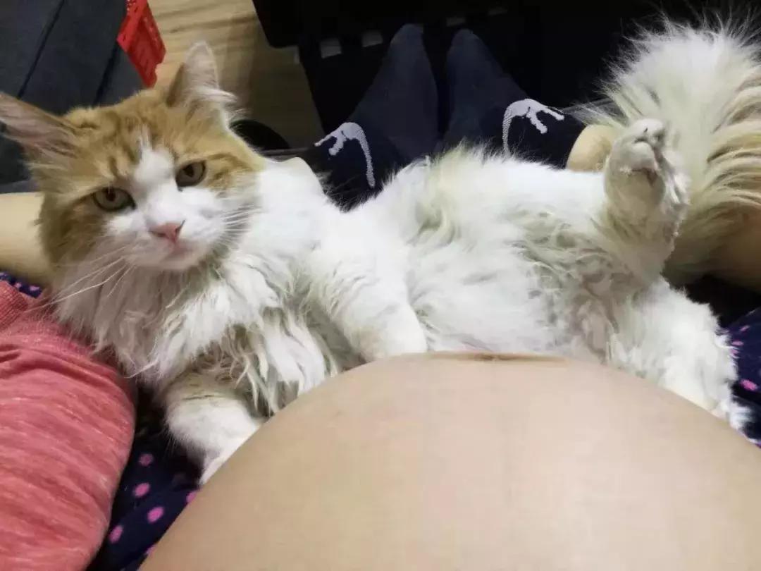 猫咪得了口炎该怎么救？铲屎官必看的5个紧急处理步骤