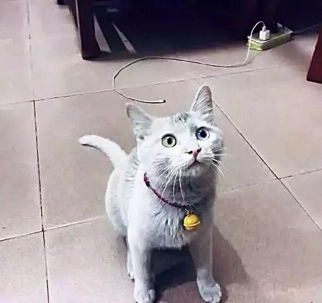 猫咪眼睛变色是生病了吗？