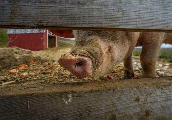 你家猫主子牙龈突然变黑了？别慌！