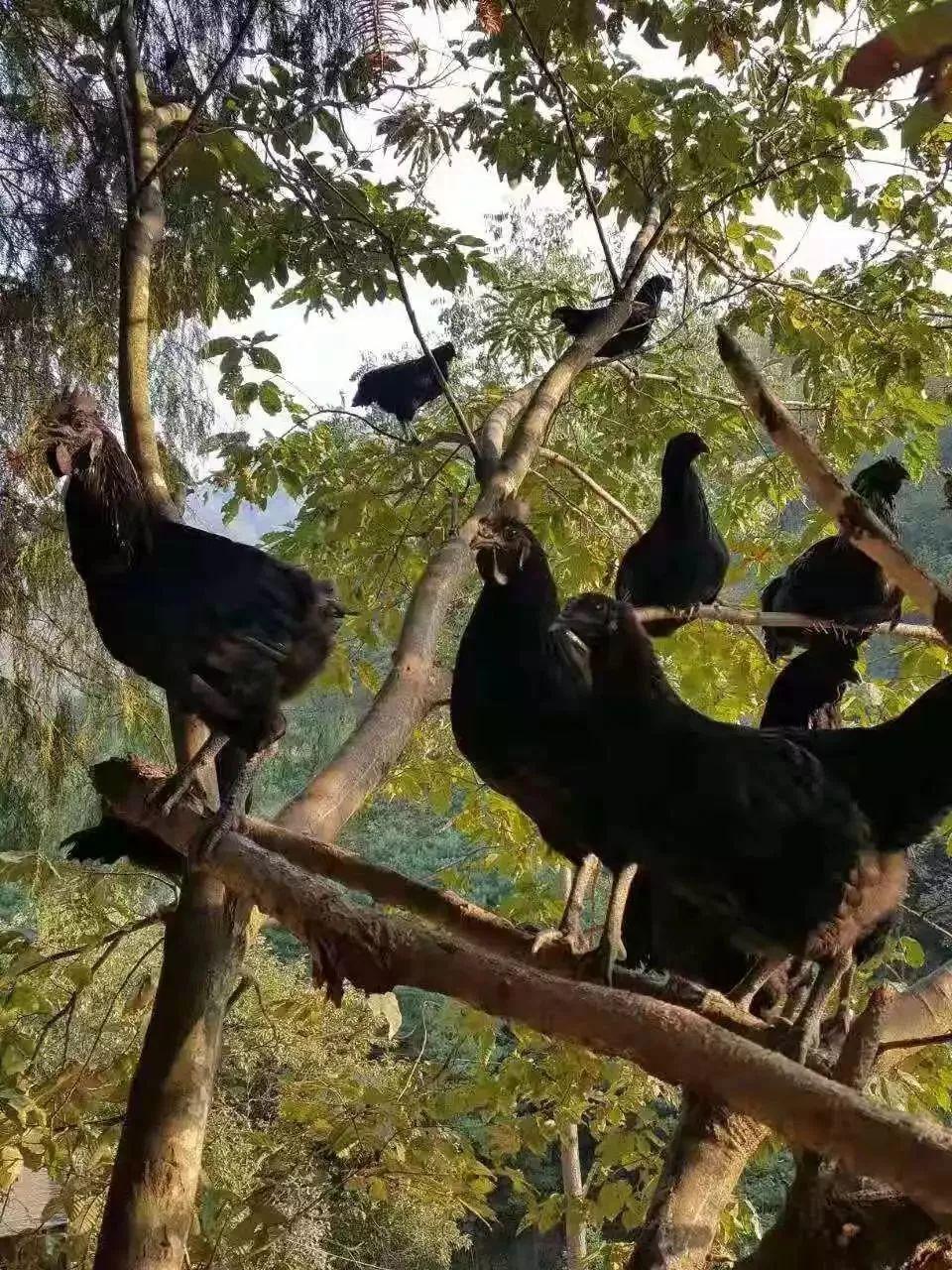 抖音上的赞能换钱吗