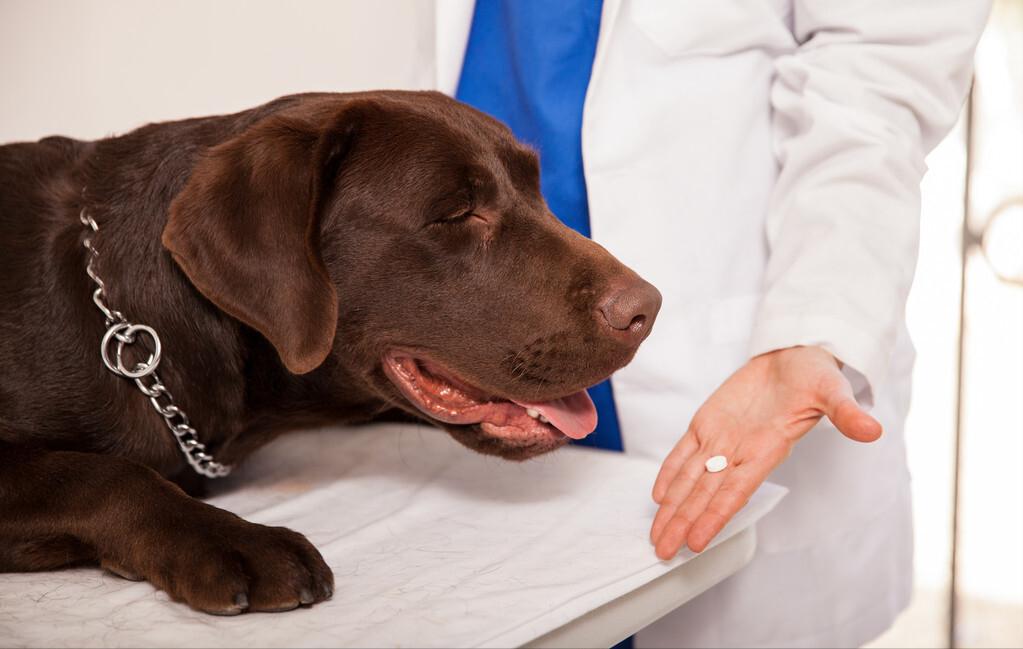 猫咪驱虫药滴脖子真的不会中毒吗？