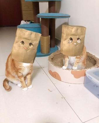猫咪真的会想主人吗? 猫咪真的会想主人吗?