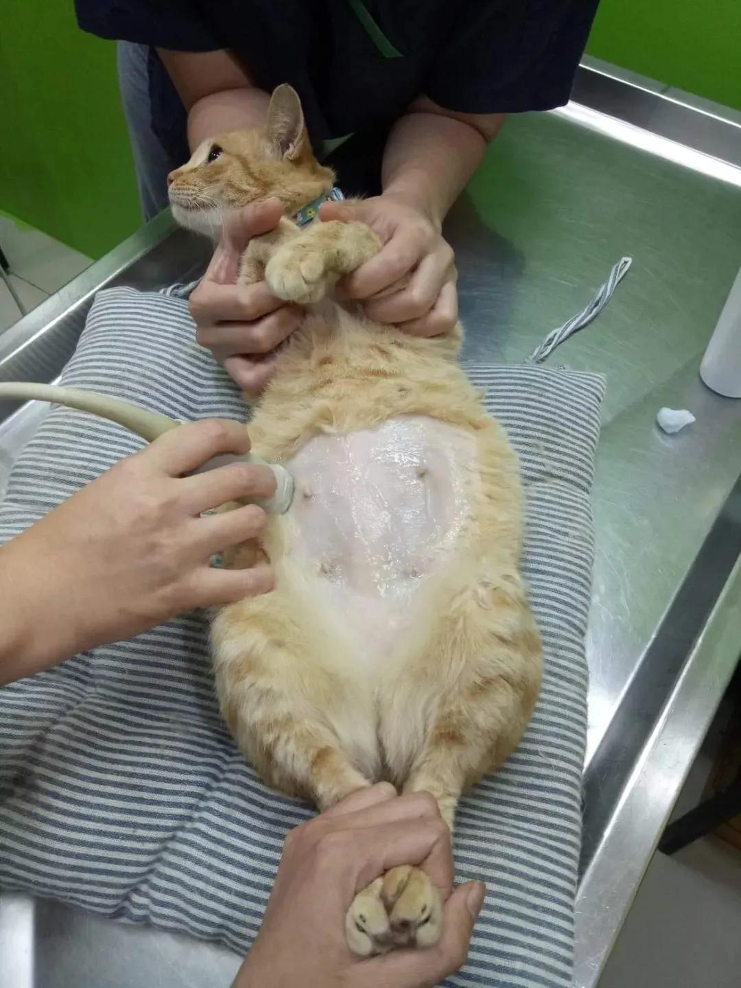 猫咪突然又拉又吐怎么办？新手必看救命指南