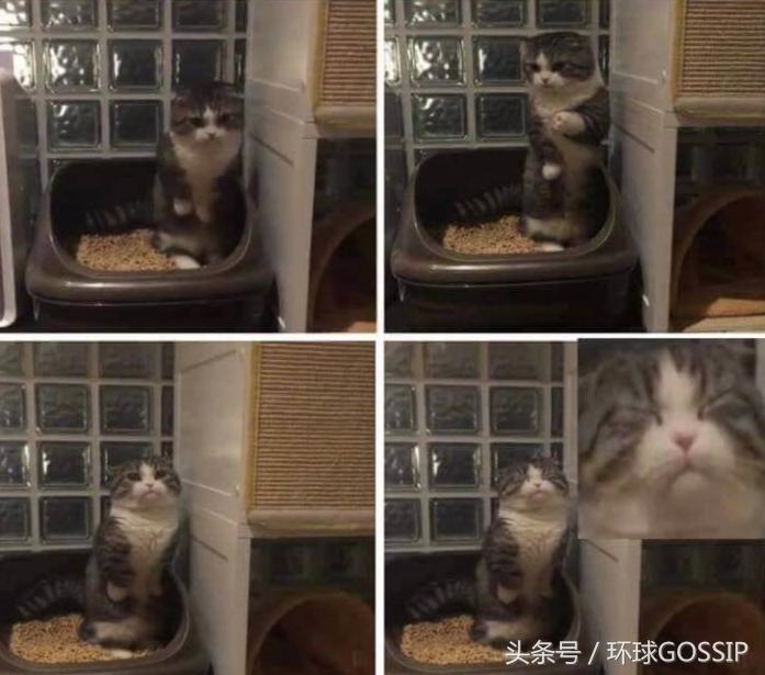 撸猫时如何把主子写成小说主角? 撸猫时如何把主子写成小说主角?