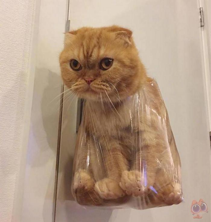 猫咪舔塑料袋是不是在暗示什么? 猫咪舔塑料袋是不是在暗示什么?