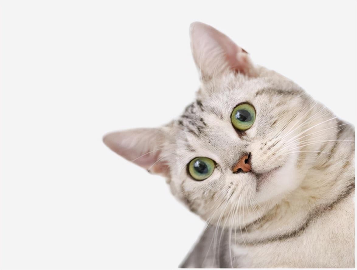 猫咪耳朵发臭挠不停？新手必看的耳螨自救指南