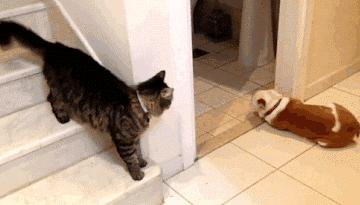 猫咪为什么总发出咕噜咕噜的声音? 猫咪为什么总发出咕噜咕噜的声音?