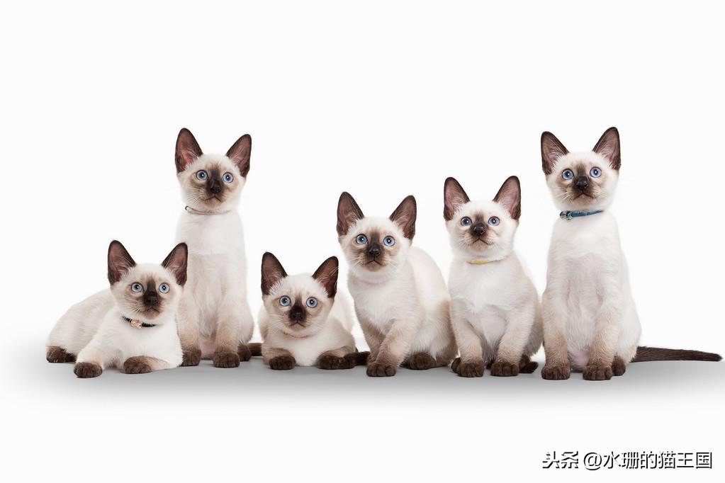 新手养猫必看：疫苗到底该怎么打才不踩坑？