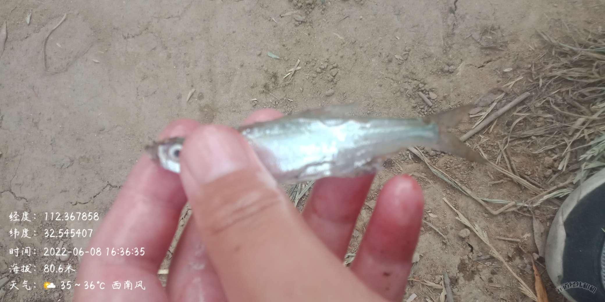 你家猫主子真的在翻白眼鄙视你吗? 你家猫主子真的在翻白眼鄙视你吗?