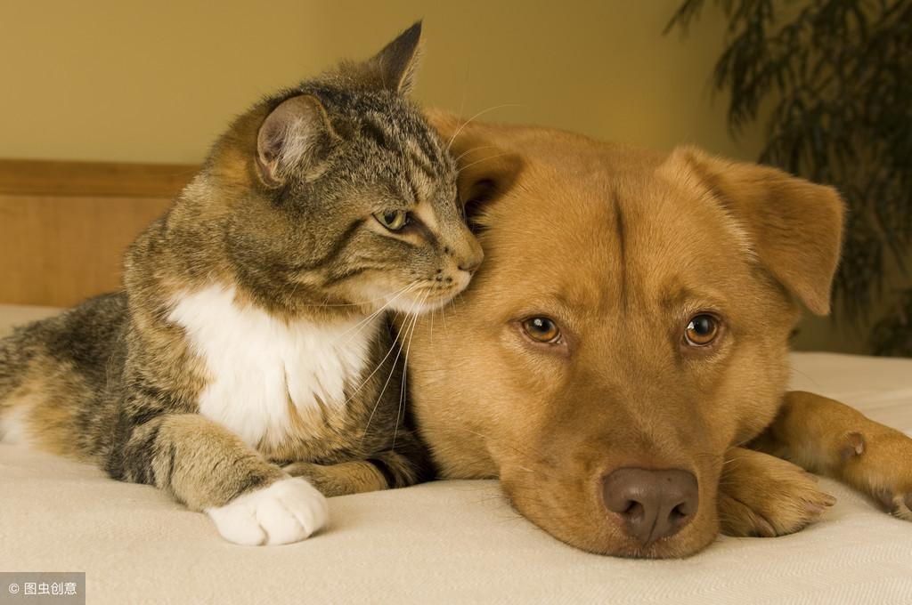 猫咪真的能独自在家三天吗？