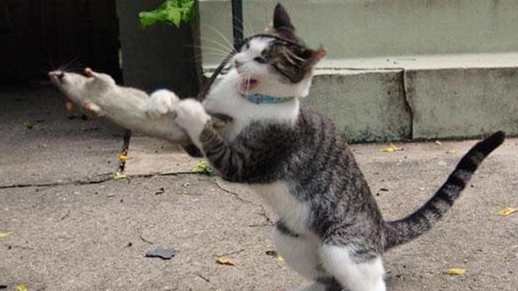 二手帕萨特买前必看:5年车主教你省3万避坑指南 二手帕萨特买前必看:5年车主教你省3万避坑指南