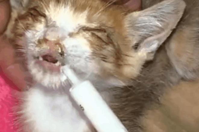 刚捡的小奶猫怎么分清是弟弟还是妹妹？