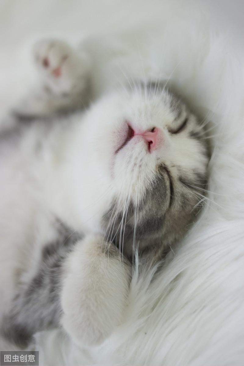 猫咪突然暴瘦？这8种情况必须立刻检查