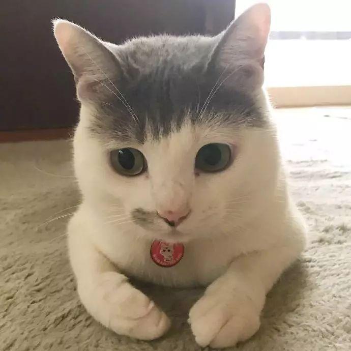 在贝尔维尤不会英语怎么办？华人论坛保姆级攻略来了