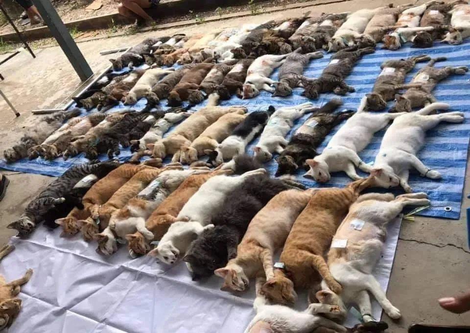 被猫咪抓了到底要不要打狂犬疫苗? 被猫咪抓了到底要不要打狂犬疫苗?