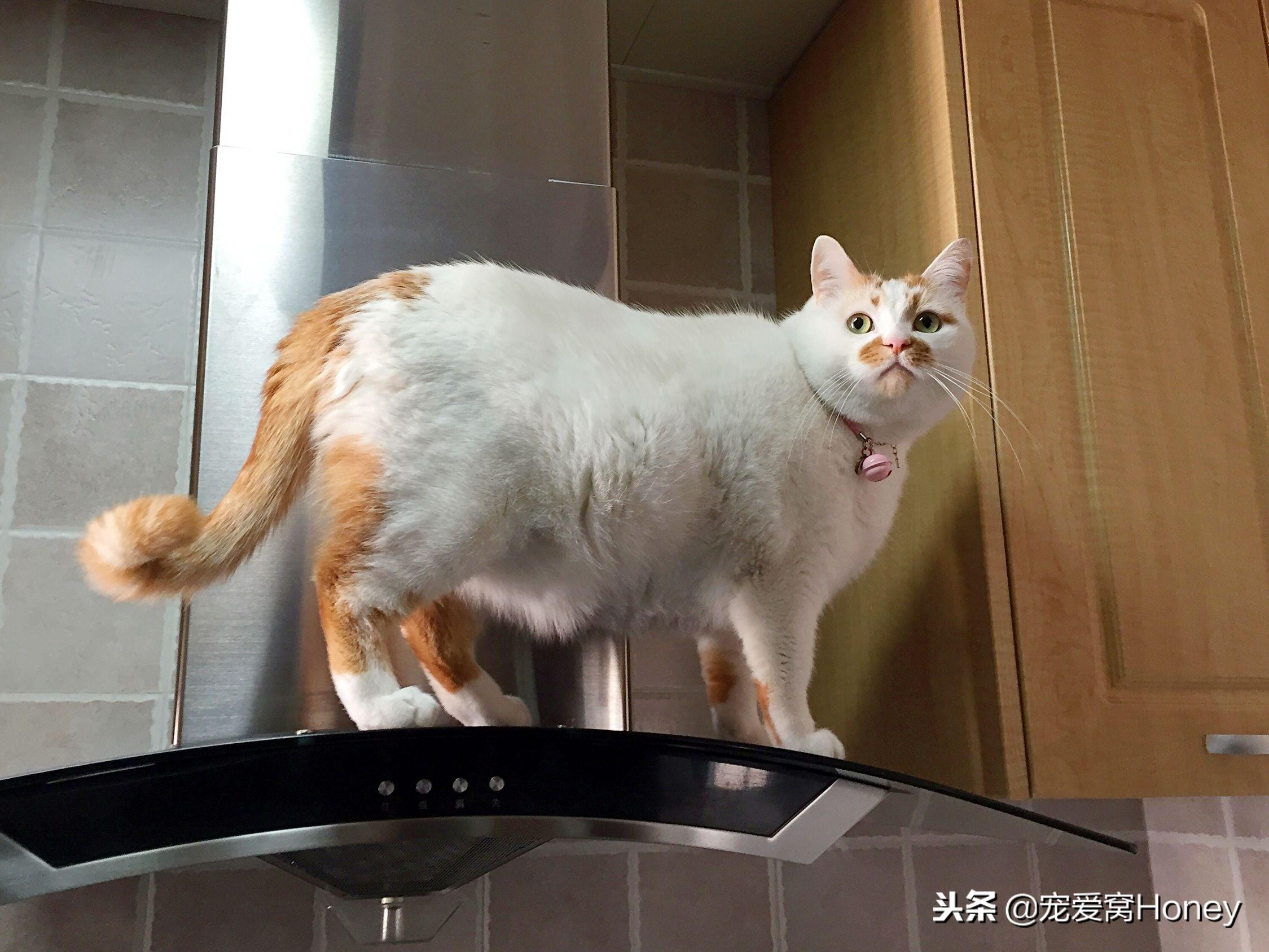 猫咪半夜鬼叫挠门到底该怎么破? 猫咪半夜鬼叫挠门到底该怎么破?